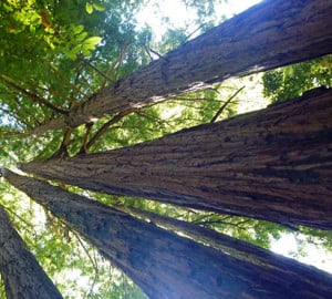 Portola Redwoods State Park is home to some of the tallest, most majestic redwoods in the Santa Cruz Mountains.
