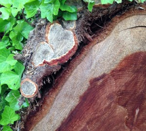 Ivy and Redwoods