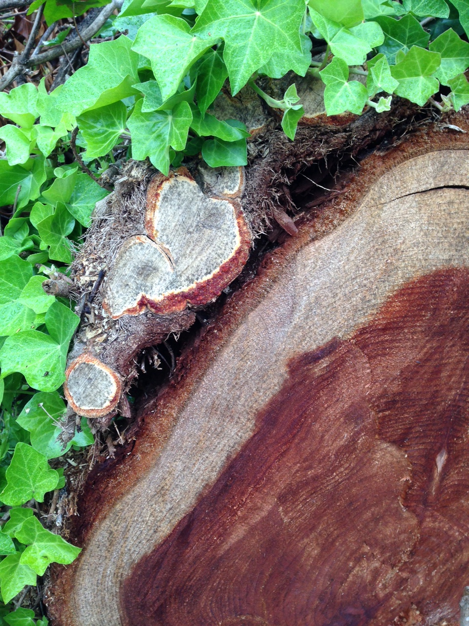 Ivy Can Strangle Redwoods Save the Redwoods League