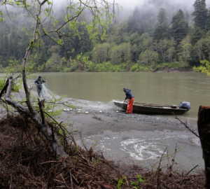 Yurok Tribe members fishing with netting by a river.