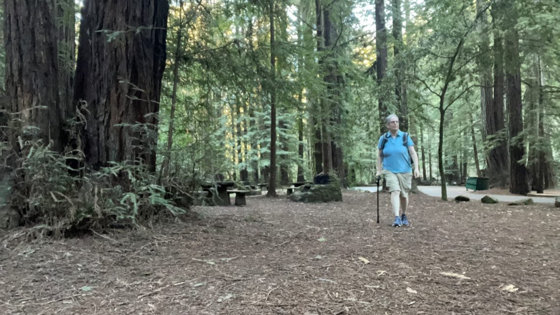A woman hiking with a cane in a redwood forest.