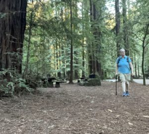 A woman hiking with a cane in a redwood forest.