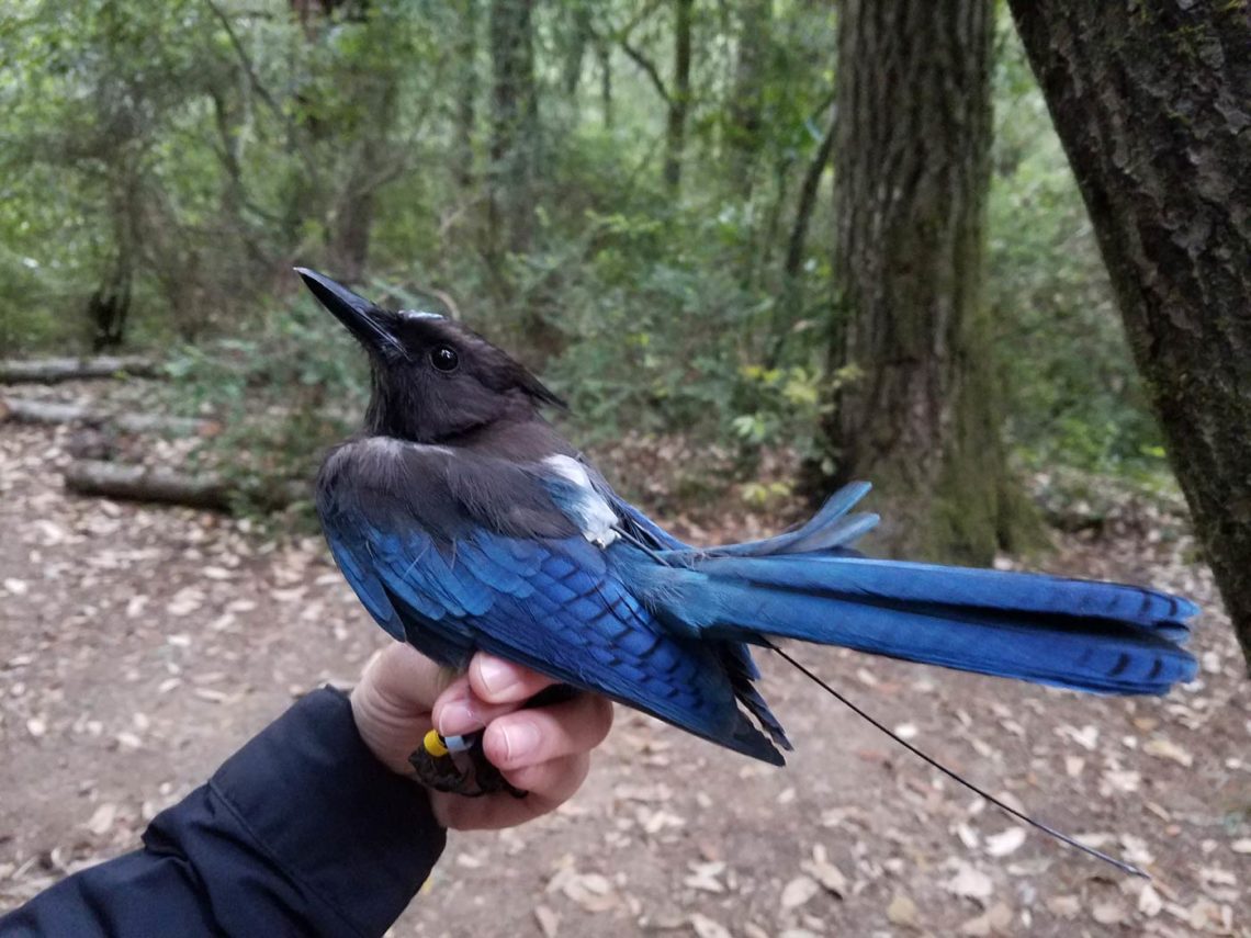 Steller’s jay