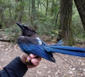 Steller’s jay