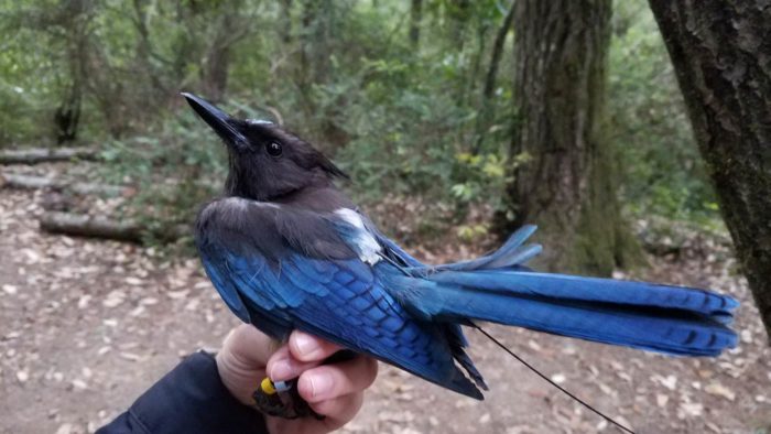 Stellar's Jay