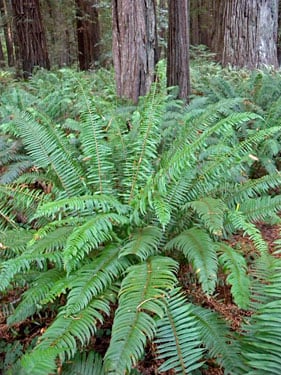 The tallest sword ferns in the Fern Watch study grow at Jedediah Smith Redwoods State Park.