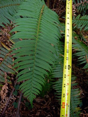 Fern Watch scientists only measure the length of the green part of the fern frond, from the first pinnae (or leaflets) up to the frond tip.