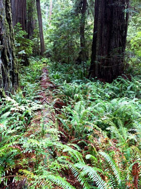 An old fallen log transects the ferny understory where the Fern Watch plots are located at Jedediah Smith Redwoods State Park.
