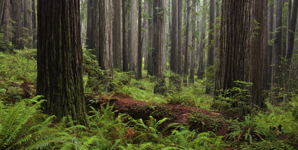 Logging In Oregon State Forests Harms Protected Marbled Murrelets Lawsuit Says Marine Bird Sea Birds Creature Concept Art