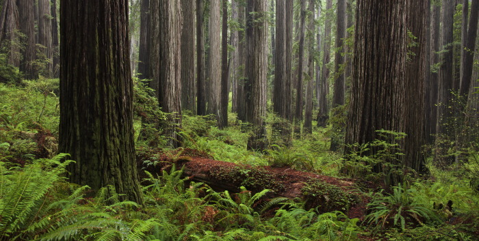 Jedediah Smith Redwoods State Park.