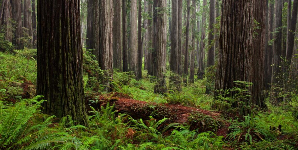 Jedediah Smith Redwoods State Park.