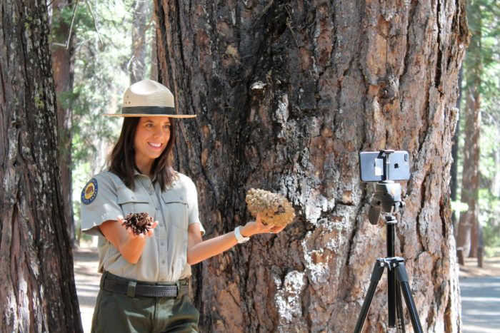 Interpretive specialist Jenny Comperda helps broaden learning through digital redwood science programs at Calaveras Big Trees State Park. Photo courtesy of California State Parks.