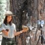 Interpretive specialist Jenny Comperda helps broaden learning through digital redwood science programs at Calaveras Big Trees State Park. Photo courtesy of California State Parks.