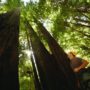 Jim Campbell-Spickler. Photo courtesy of Save the Redwoods League