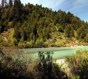 John Dewitt Redwoods, Photo by Pernel S Thyseldew