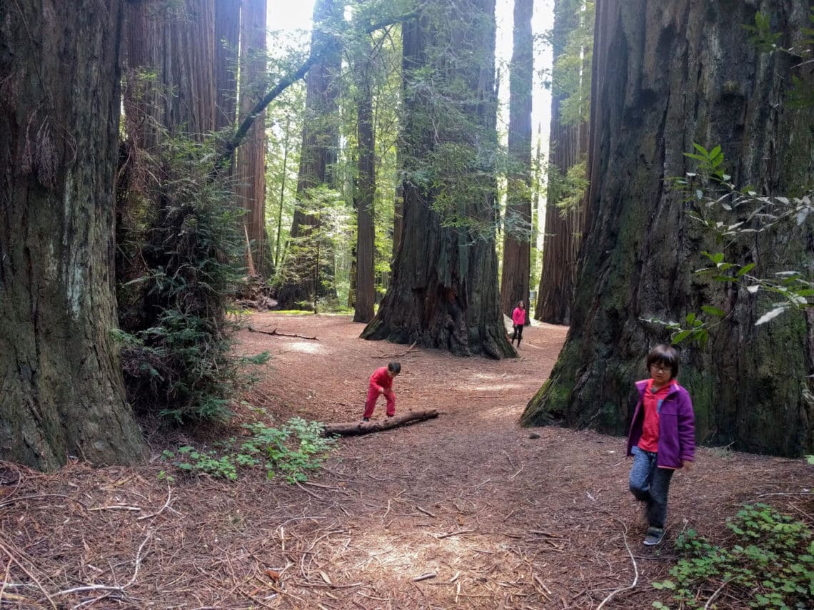 Two young children and a woman exploring an old growth coastal redwoods grove.