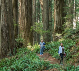 A man and woman standing on a forest trail among giant redwoods abd large ferns.
