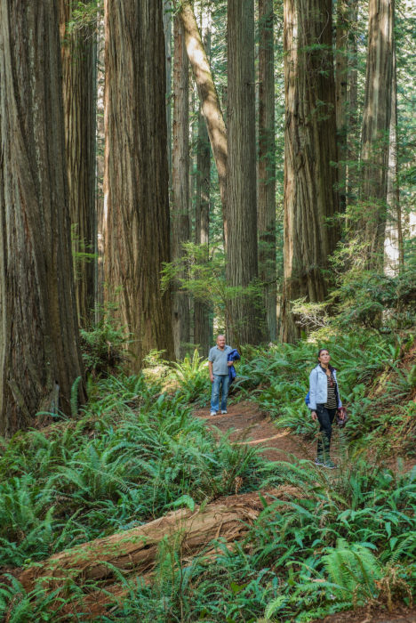 A man and woman standing on a forest trail among giant redwoods abd large ferns.