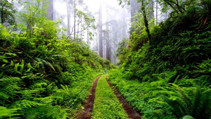Overgrown road through a redwood forest on a foggy day