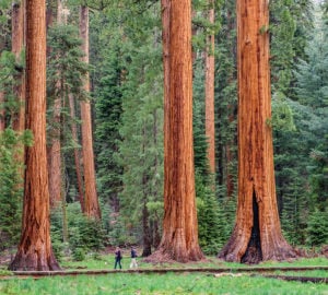 Giant Sequoia and Fire
