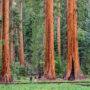 Giant Tree Trail; Sequoia National Forest. Photography by Jonathan Irish