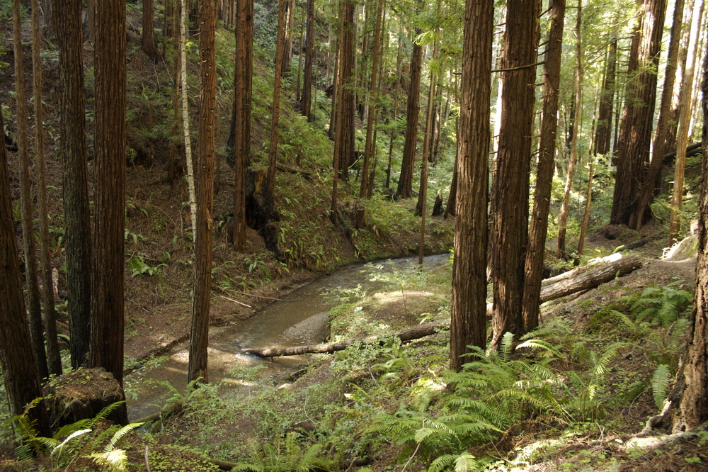 Butano State Park. Photo by Julie Martin