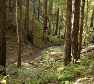 In Butano State Park, you’ll feel transported to another world. Photo by Julie Martin