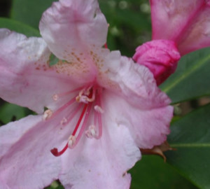 Kruse Rhododendron SNR, by Tom Hilton, Flickr CC