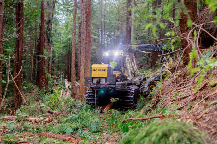 A tracked machine sits in the middle of a redwood forest performing restoration work.