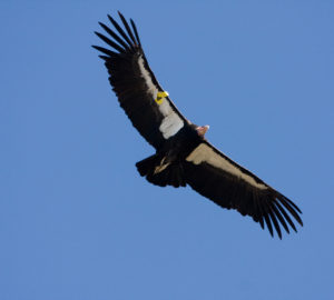 A California condor glides over Big Sur, California. Photo by Sebastian Kennerknecht/Minden Pictures.