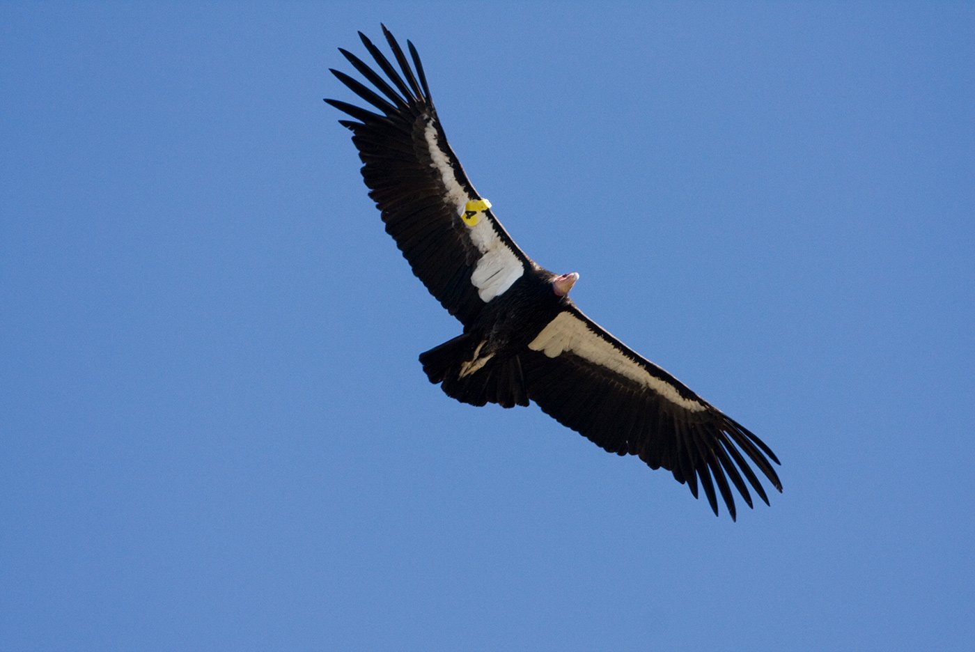 A California condor glides over Big Sur, California. Photo by Sebastian Kennerknecht/Minden Pictures.