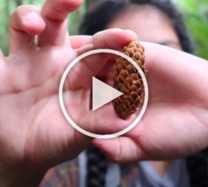 A latina woman narrating the video holds a pine cone up for inspection.
