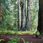 Many of the most magnificent redwood parks and reserves you and generations of Americans have enjoyed, including Redwood National Park pictured above, have been partially funded by the Land and Water Conservation Fund. Photo by David Baselt, redwoodhikes.com