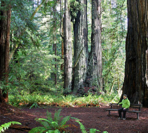 Many of the most magnificent redwood parks and reserves you and generations of Americans have enjoyed, including Redwood National Park pictured above, have been partially funded by the Land and Water Conservation Fund. Photo by David Baselt, redwoodhikes.com