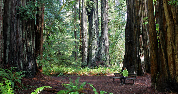 Many of the most magnificent redwood parks and reserves you and generations of Americans have enjoyed, including Redwood National Park pictured above, have been partially funded by the Land and Water Conservation Fund. Photo by David Baselt, redwoodhikes.com