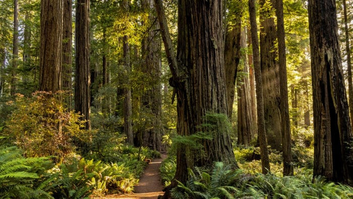 A light-dappled trail through an ancient redwood forest