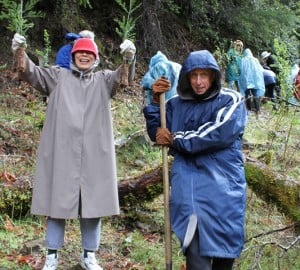League volunteers planting redwood seedlings.