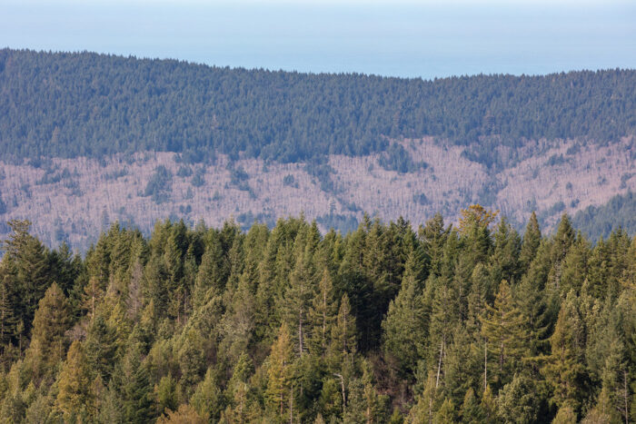 Layers of Old Growth and Second Growth