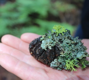 Wolf lichen (bright green) and tube lichen (gray-green) on a sequoia cone