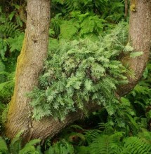 Licorice fern