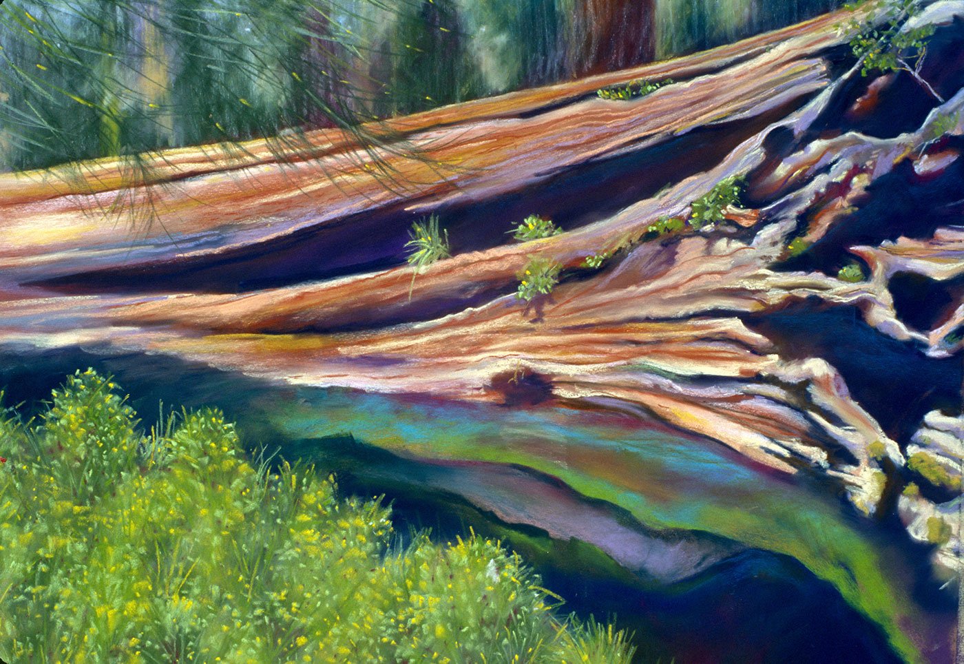 Pastel drawing of a fallen redwood tree sprouting seedlings from its trunk, which lays partially submerged in water.