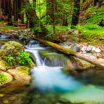 Hare Creek rushes past redwoods in Limekiln State Park. League donors’ support recently helped replace a bridge reconnecting the camping area to all of the park’s trails. © Russ Bishop, Alamy Stock Photo