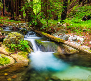 Hare Creek rushes past redwoods in Limekiln State Park. League donors’ support recently helped replace a bridge reconnecting the camping area to all of the park’s trails. © Russ Bishop, Alamy Stock Photo