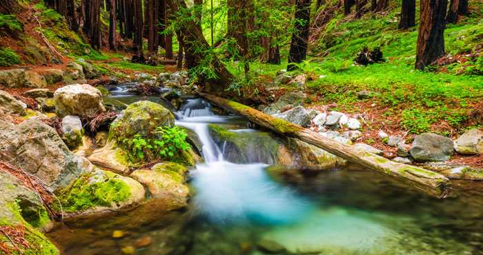 Hare Creek rushes past redwoods in Limekiln State Park. League donors’ support recently helped replace a bridge reconnecting the camping area to all of the park’s trails. © Russ Bishop, Alamy Stock Photo