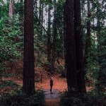 Joaquin Miller Park. Photo by Lisse Lundin