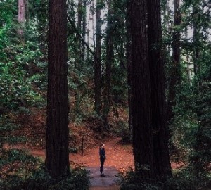 Joaquin Miller Park. Photo by Lisse Lundin