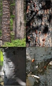 Clockwise from top left: two lodgepole pines with different bark roughness; beetle damage to a rough-barked limber pine; a limber pine with rough and smooth bark showing beetle damage only to the rough bark section; a smooth-bark limber pine. Photo by Scott Ferrenberg.