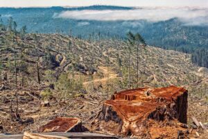 Two-thirds of Redwood National and State Parks (about 80,000 acres) were severely impacted by decades of commercial logging before being protected as public parkland. Photo credit: Dave Van de Mark