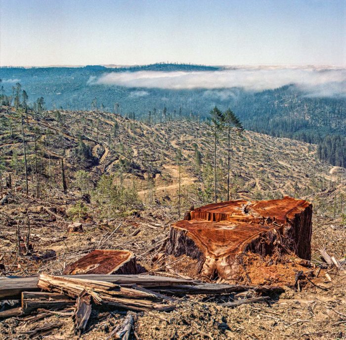 A dramatic view of a redwood stump atop a vista overlooking acres of logged land that used to be redwood forest.