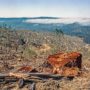 Two-thirds of Redwood National and State Parks (about 80,000 acres) were severely impacted by decades of commercial logging before being protected as public parkland. Photo credit: Dave Van de Mark